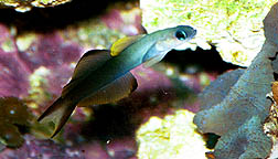 Dartfish