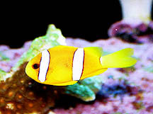 Clarkii Clown