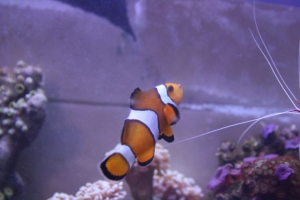 Clarkii Clown