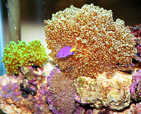 Pink Frogspawn