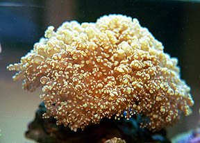 Pink Frogspawn