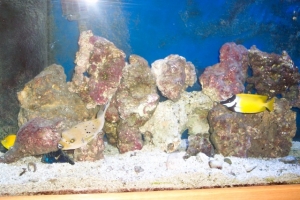 Aquascaping pics before
