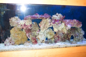 Aquascaping pics after