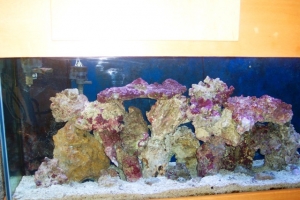Aquascaping pics after