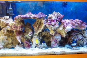 Aquascaping pics after