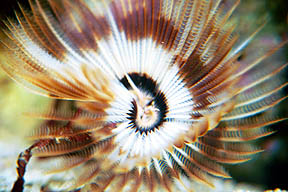 inside worm