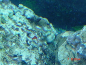 rock2
