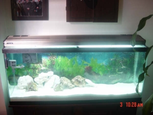 tank11