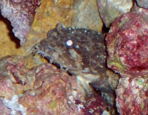 not sure of species