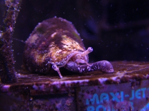 Conch