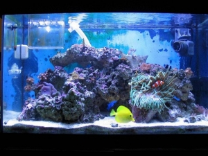 tank_setup_11_21_06