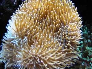 Leather_Coral_IMG