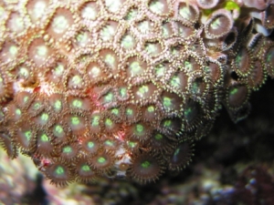 Zoom_up_Zoo_2_IMG