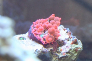 anemone