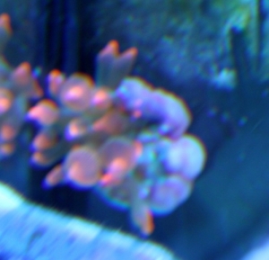 bad shape anemone