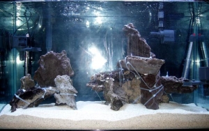 First shot of aquarium