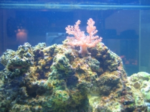 Colt Coral