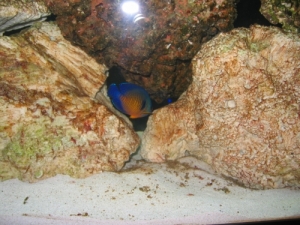 Coral Beauty