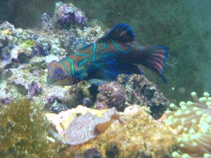 Mandarin_JPG_600_x_450_