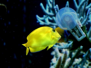 Orange shoulder Tang (Juv)