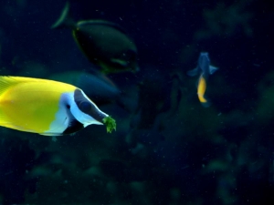Rabbitfish