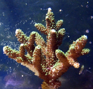 Nice green SPS