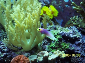 Jawfish