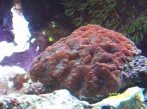 Lord acans