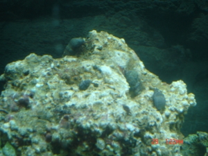 DSC00838