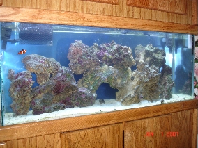Moved LR after filter and heaters taken out- coral ready