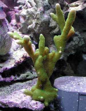 digitata-green_monti_jpg