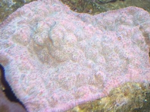 Coral_2