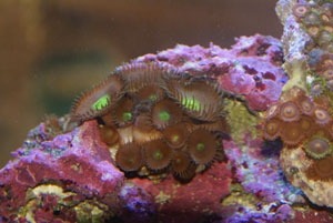 large-zoa-300
