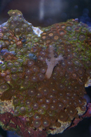 mixed-zoa-300