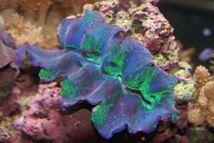 maxima