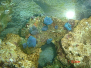 DSC00907