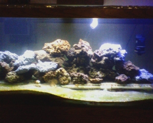 My tank.