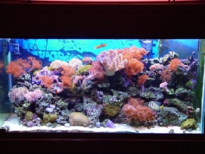 90 Gallon Reef