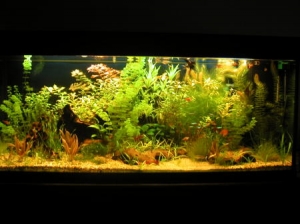 S. American tetra tank