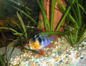 S. American tetra tank