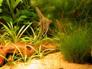 S. American tetra tank