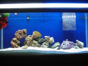 1st Reef Setup