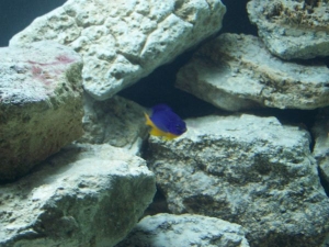 Damselfish