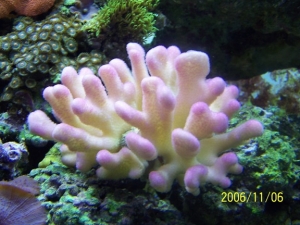 Coral_1