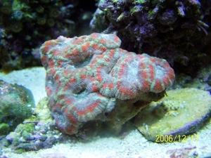 Acan