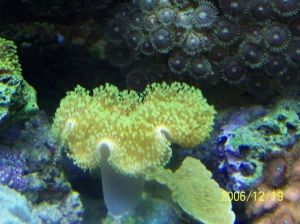 Green tip toad