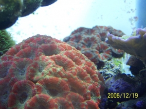 Acan's & Green w/purple rim cap