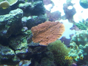Red cap