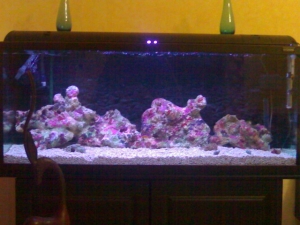 new setup aquarium