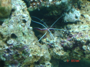 cleaner shrimp